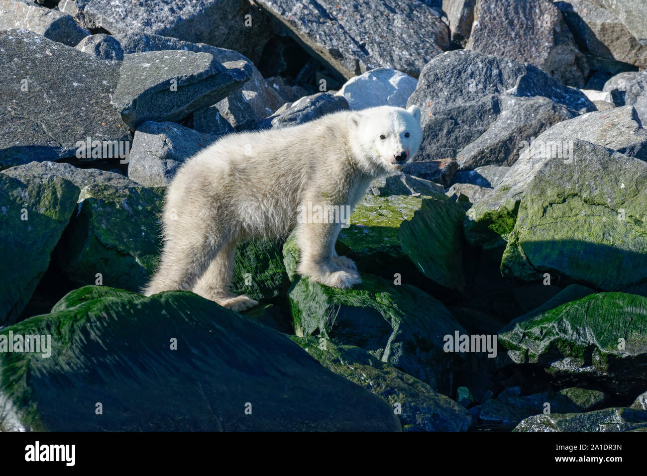 Polar bear cub (Ursus maritimus) with bloody mouth hunting birds at the bird cliff Alkefjellet, Hinlopen Strait, Svalbard, Norway Stock Photo