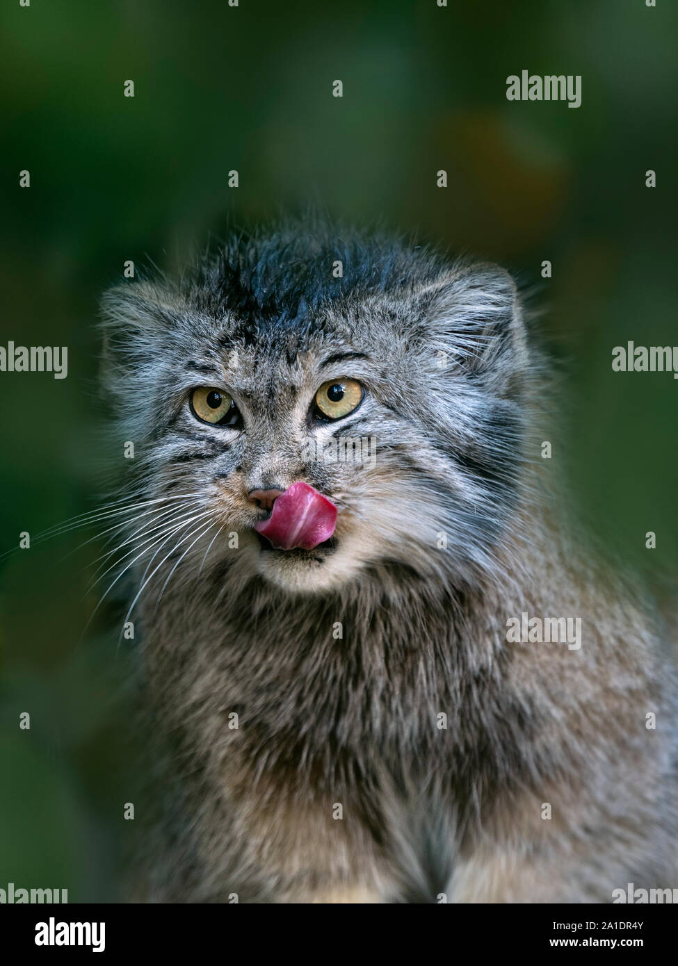 Pallas's cat Otocolobus manul CAPTIVE Stock Photo