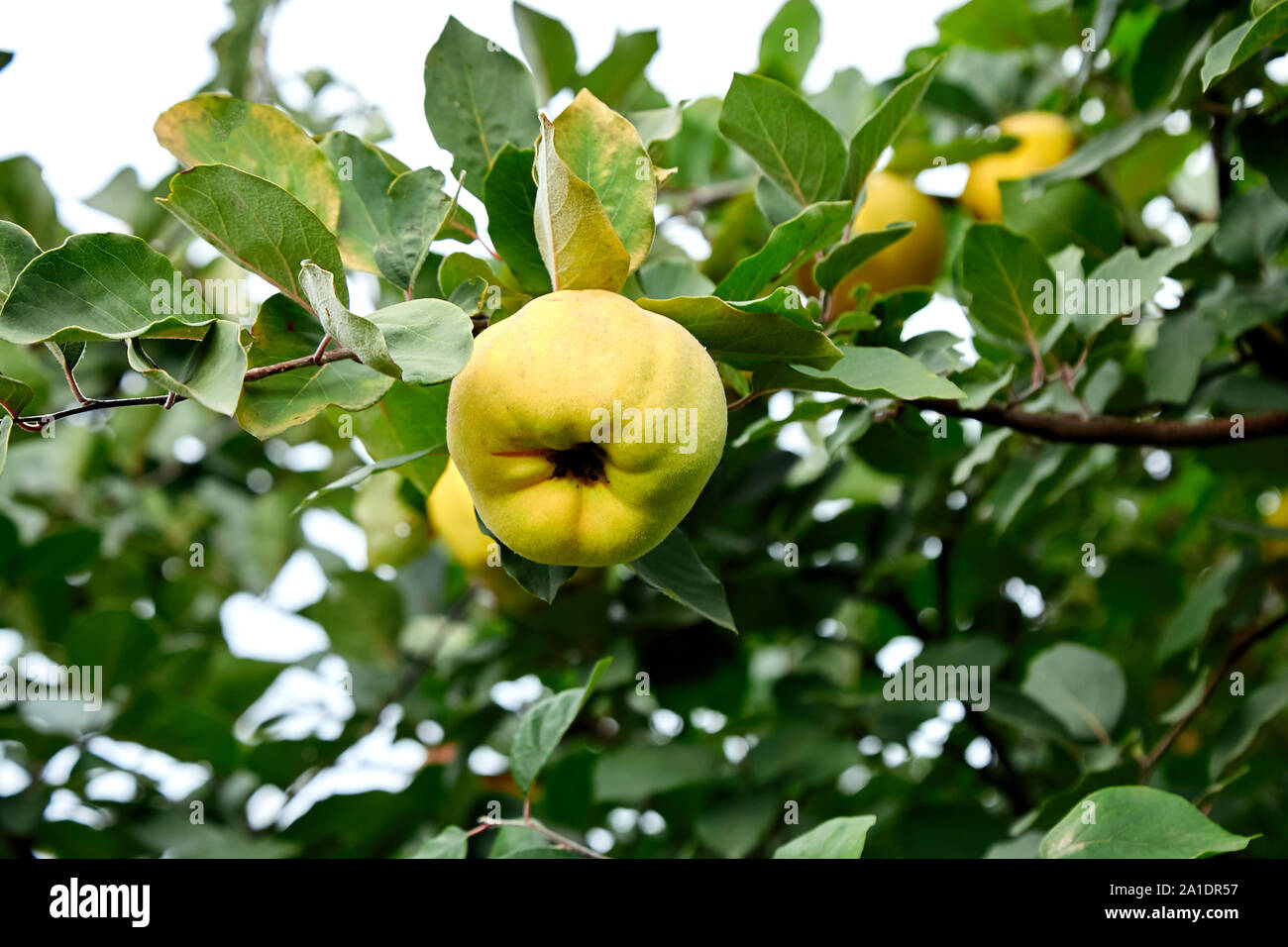 Ripe yellow quince fruits grow on a quince tree Stock Photo Alamy