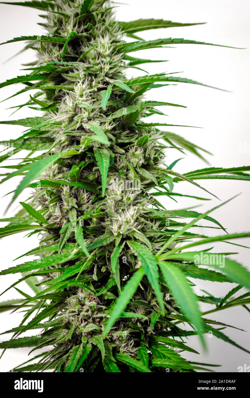 marijuana cannabis plant leaves and top view, background cap site or  wallpaper panoramic Stock Photo - Alamy