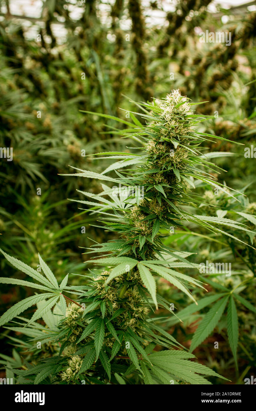 marijuana cannabis plant leaves and top view, background cap site or  wallpaper panoramic Stock Photo - Alamy