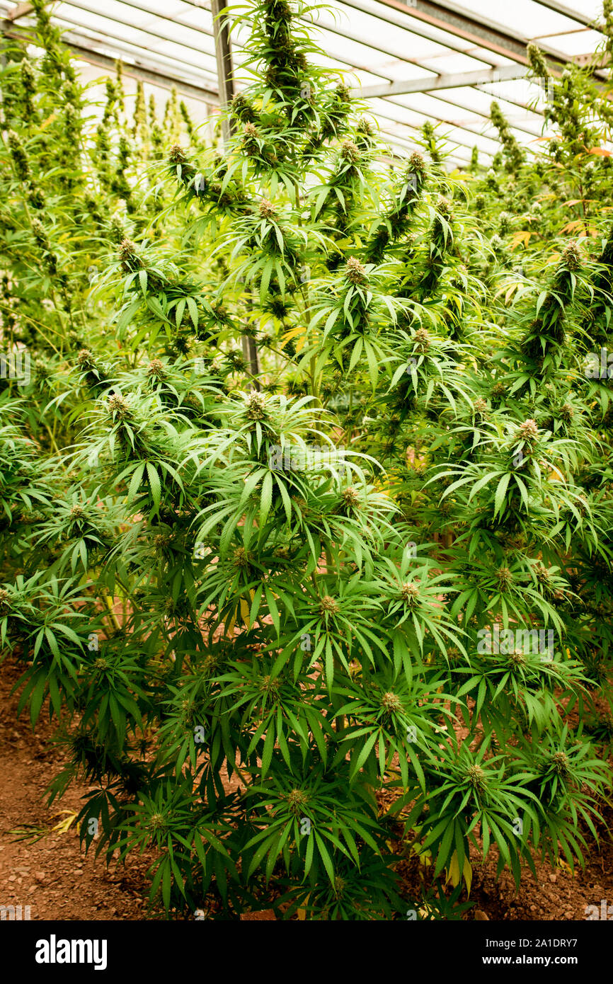 Marijuana wallpaper hi-res stock photography and images - Page 3 - Alamy