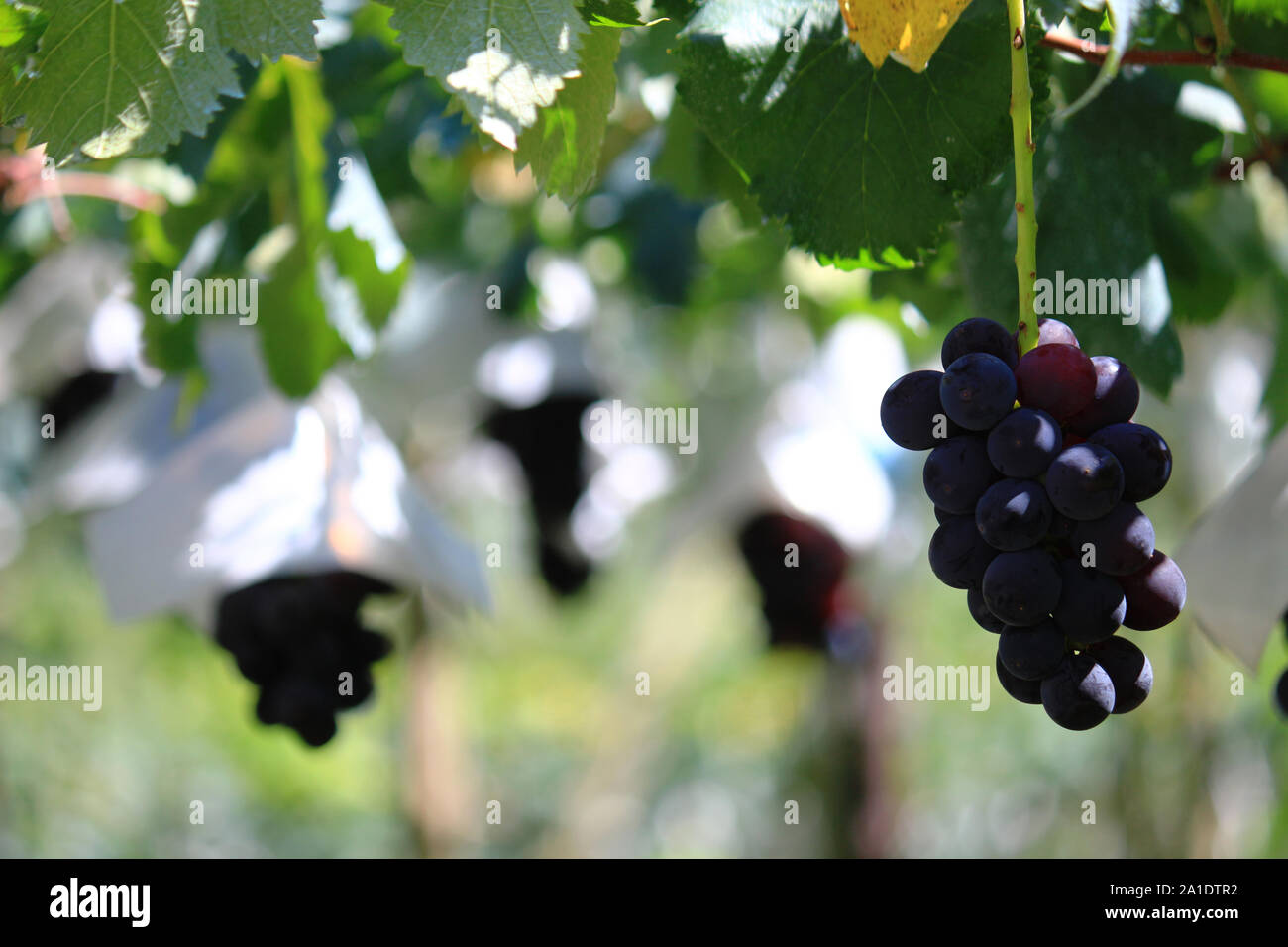 Japanese autumn vineyard landscape with large grown grapes Stock Photo