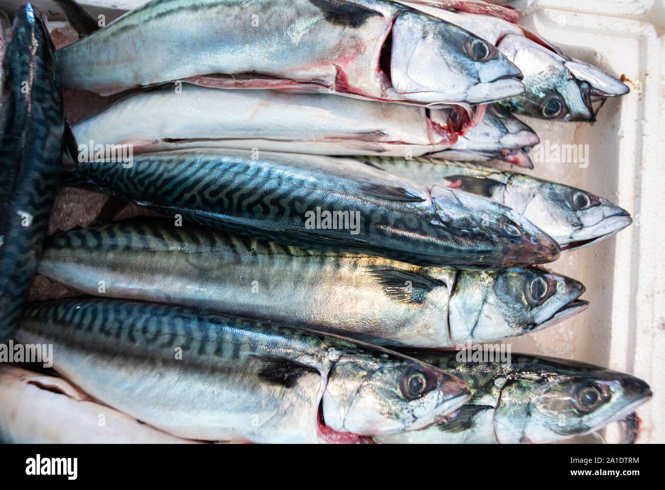 stall mackerel in fish market Stock Photo Alamy