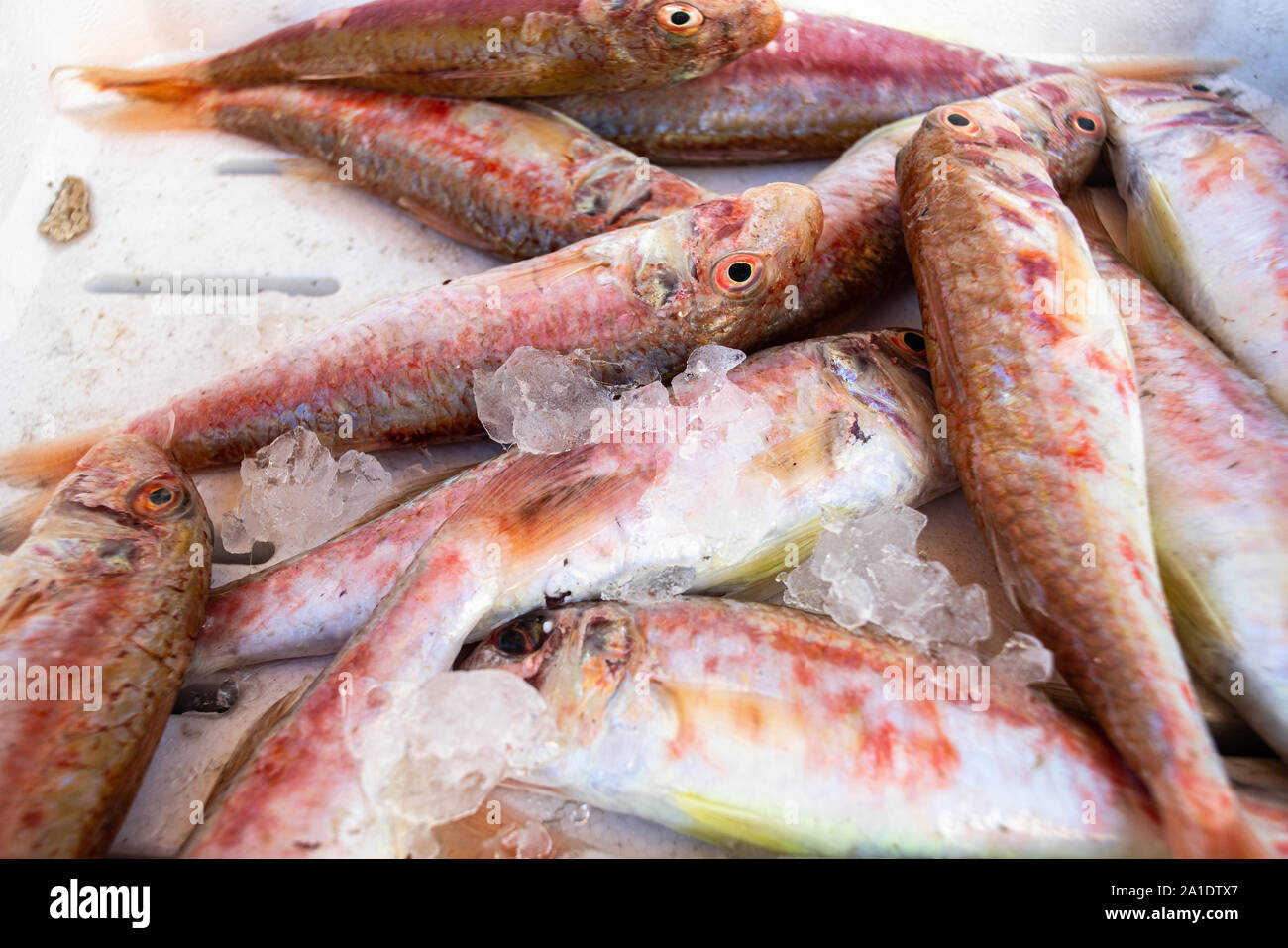 Fresh Mullet Fish At Fish Market Stock Photo Alamy