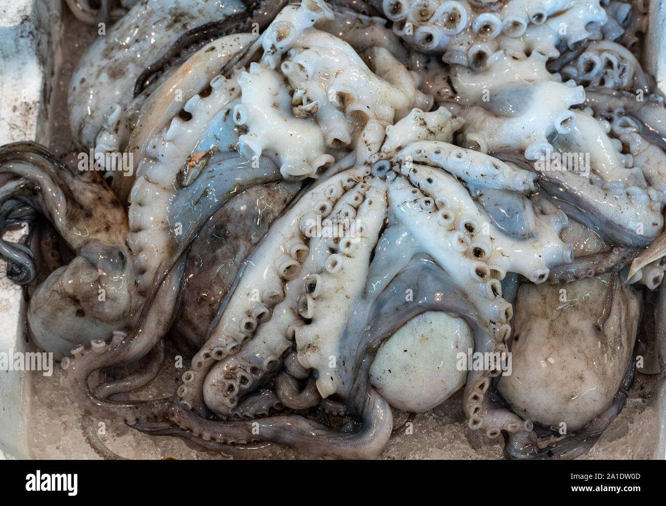Fresh Octopus in fish market Stock Photo