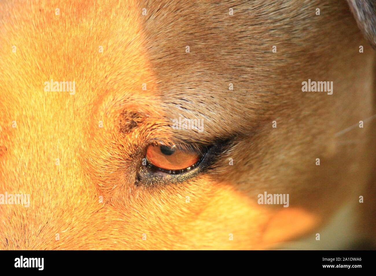 Jack Russel Eye Stock Photo Alamy