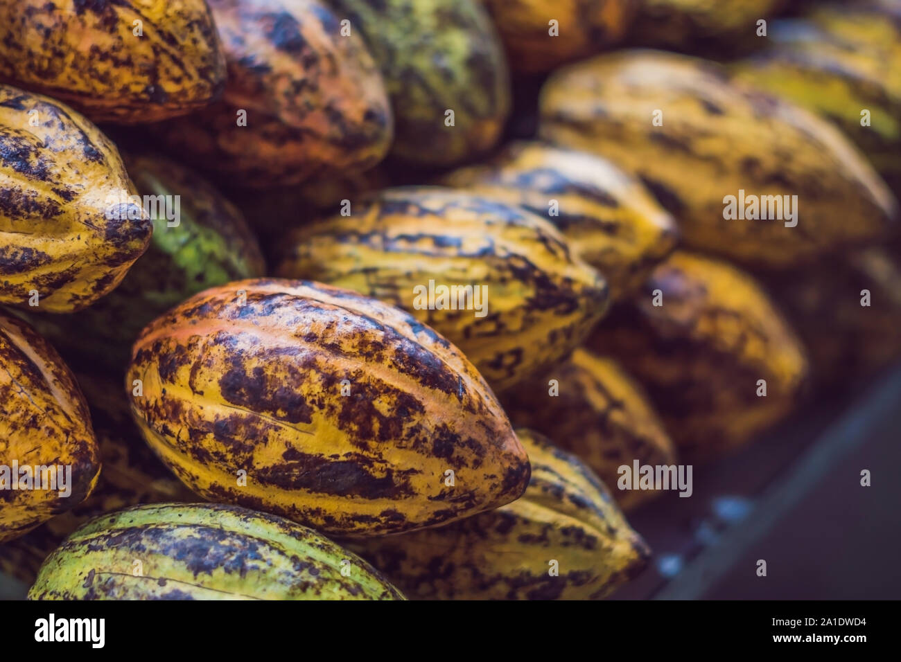 Cacao fruit, raw cacao beans, Cocoa pod Stock Photo Alamy