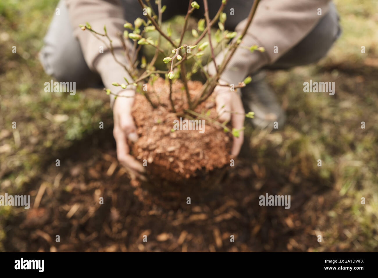 woman planting a bush in the garden, details from a  little blueberry bush Stock Photo