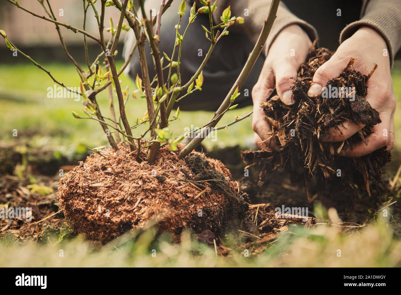 female gardener planting a blueberry bush, bark mulch in the hand Stock