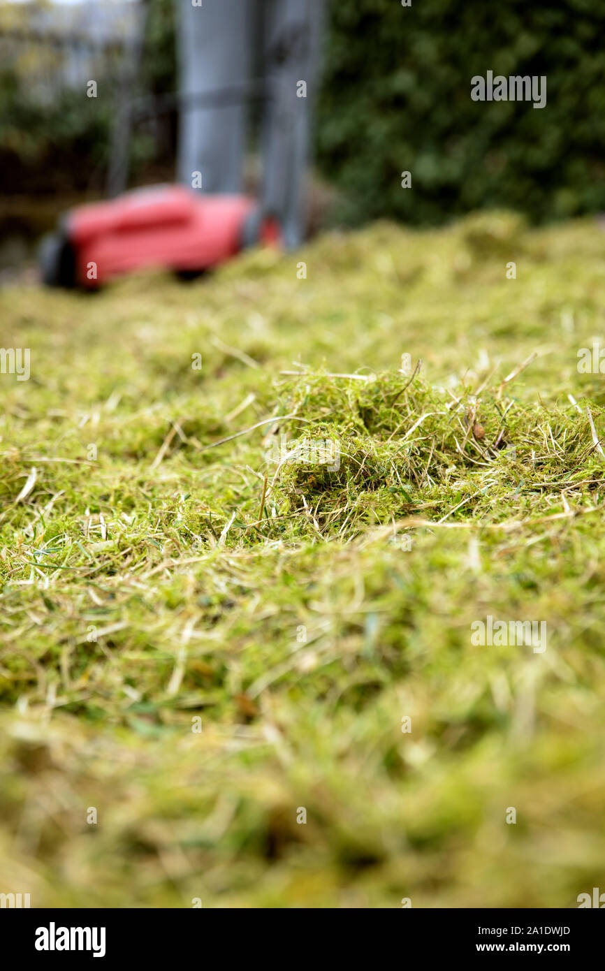 man is dehatching the green meadow, mossy and weedy garden Stock Photo