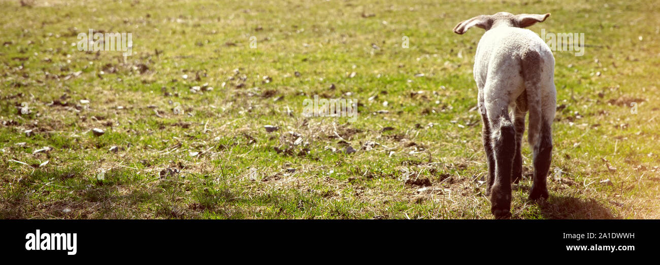 Panorama, backview from a lamb on the meadow with copyspace Stock Photo