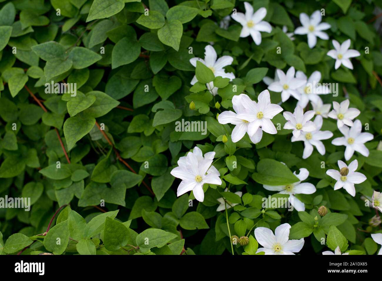 Mackinac Island, Michigan - White 'clematis asagasumi' in bloom. Stock Photo