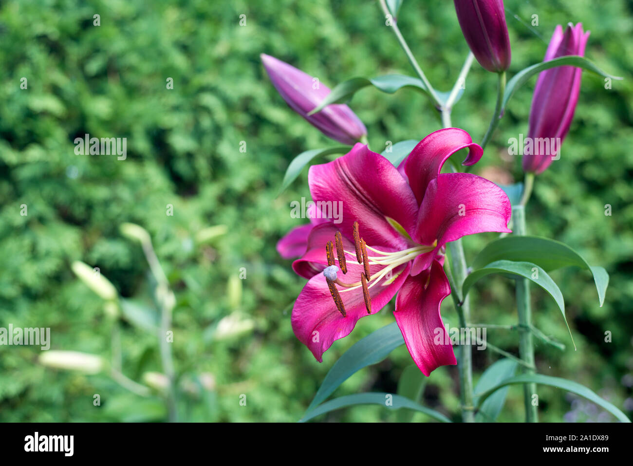 Purple madonna lily hires stock photography and images Alamy