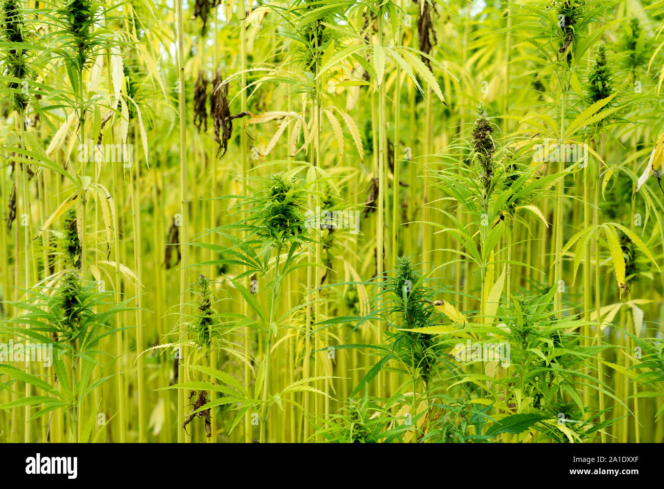 Hemp USO 31, industrial hemp, Cannabis sativa, Stock Photo