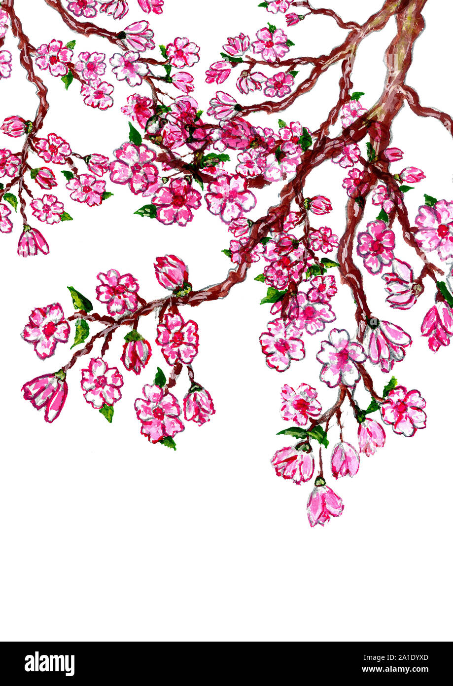 Blooming branch of sakura, pink cherry blossom, watercolor illustration ...