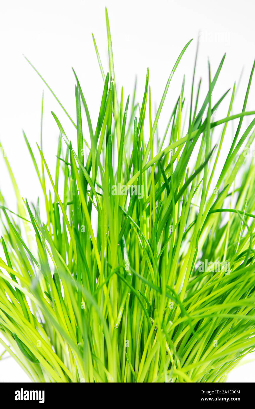 fresh chives in front of white background Stock Photo