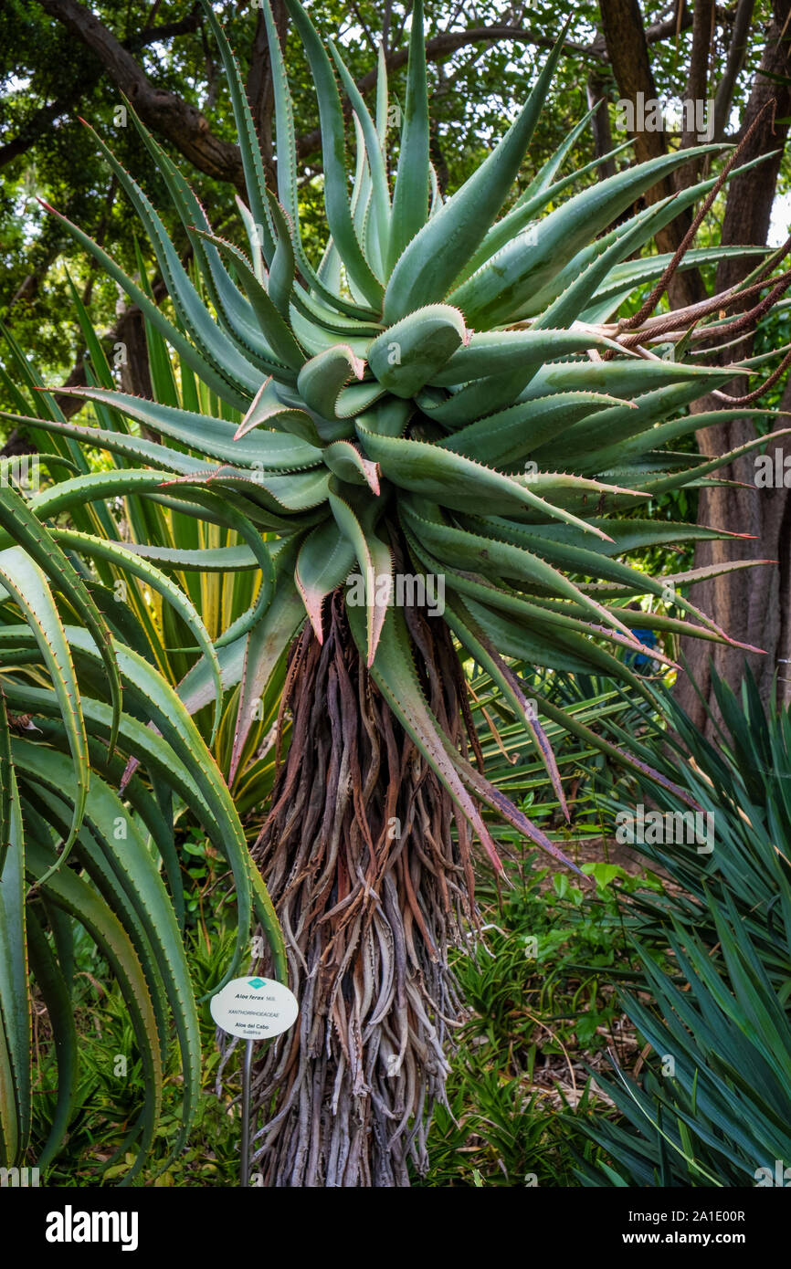 aloe vera stücke kaufen Aloe Vera - Barbadensis miller main image 1