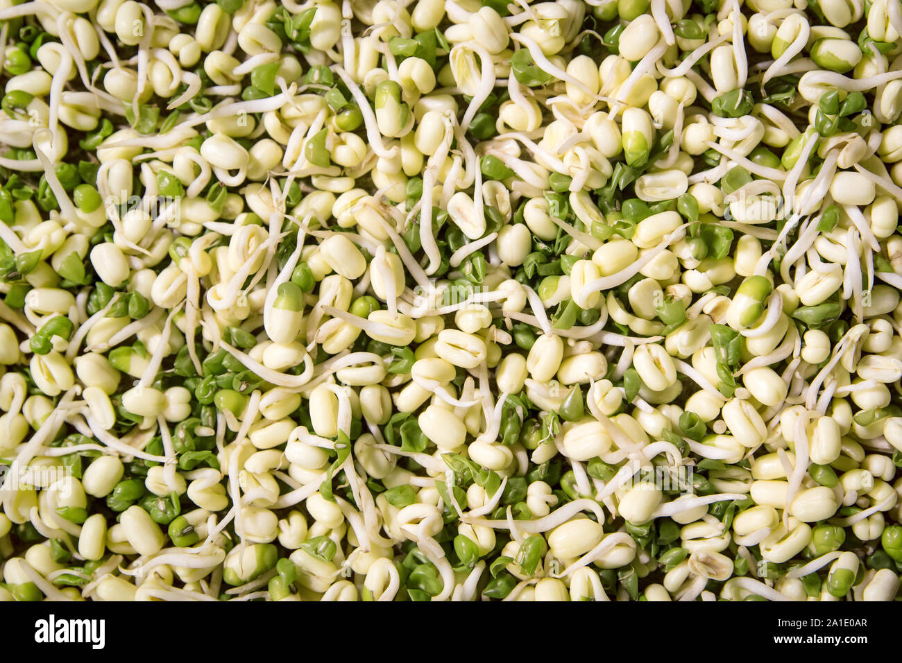 background with lot of mung bean sprouts Stock Photo