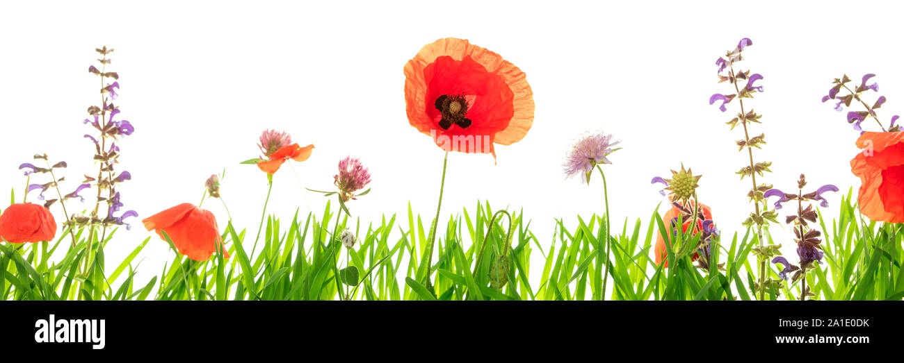 Colorful wildflower meadow with poppies and clover, white background, Header Stock Photo