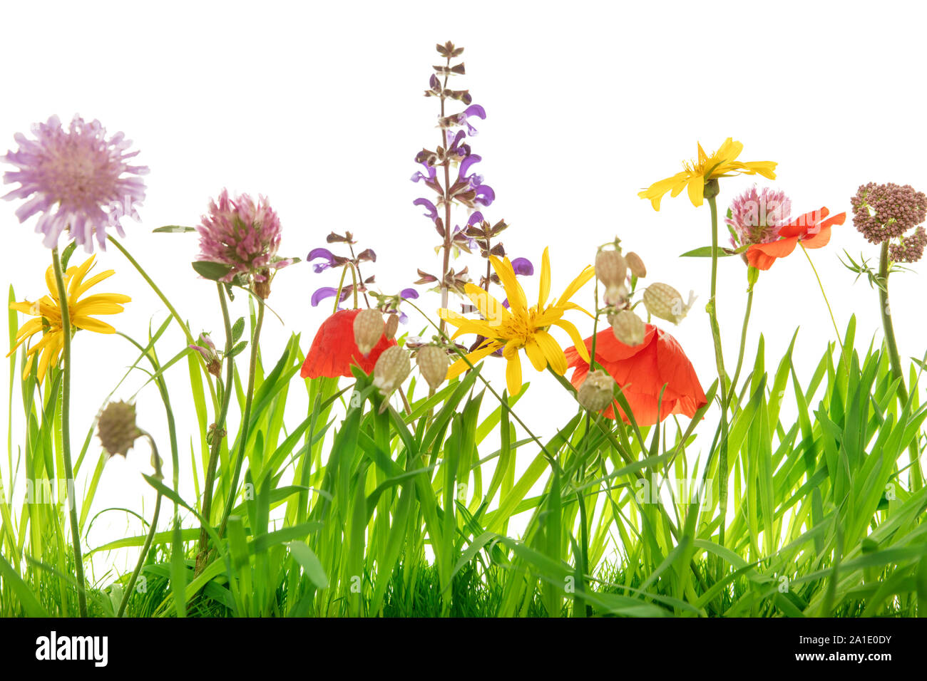 Wildflowers garden insects hi-res stock photography and images - Alamy