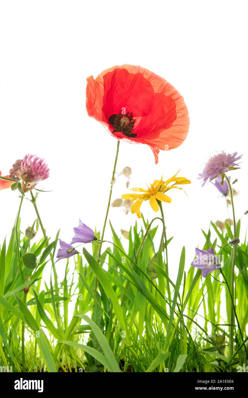 wildflower meadow with Poppy, clover and arnica montana, white background with copyspace Stock Photo