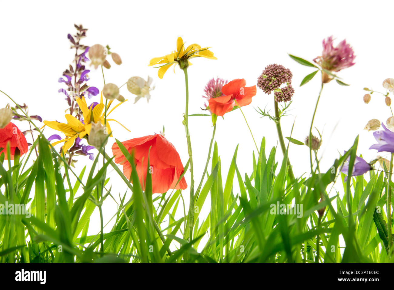 Closeup, lots of wild spring meadow with flowers and grass blades, white background Stock Photo