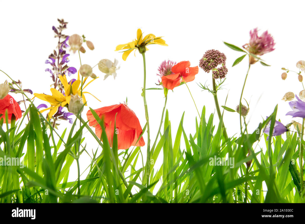 Closeup, lots of wild spring meadow with flowers and grass blades ...