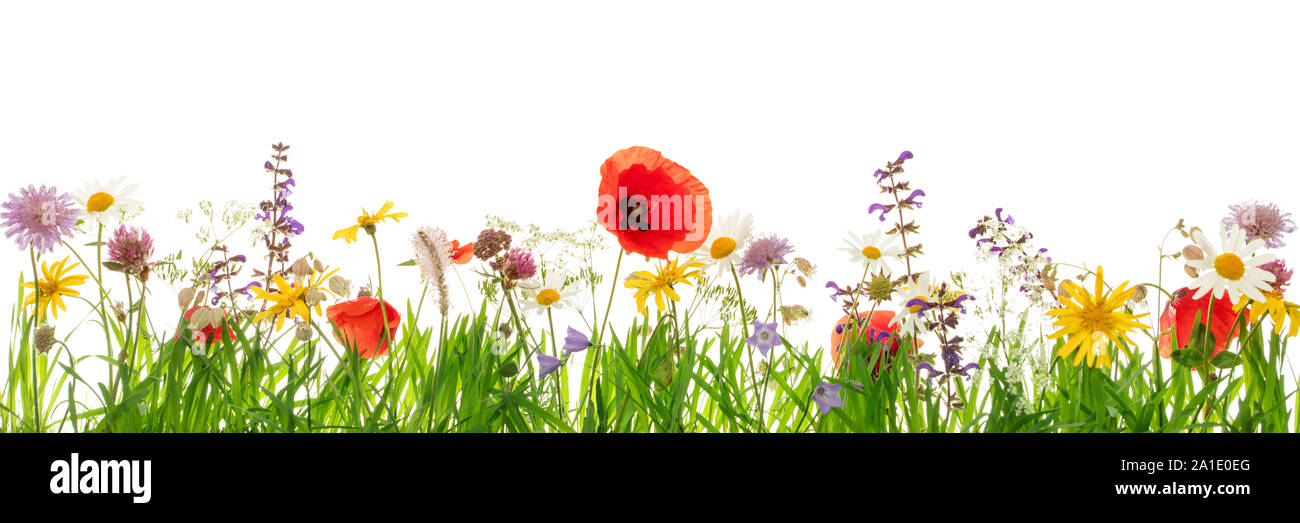 Panorama, wild spring flower meadow in front of white, copyspace, concept wildflowers and herbs Stock Photo