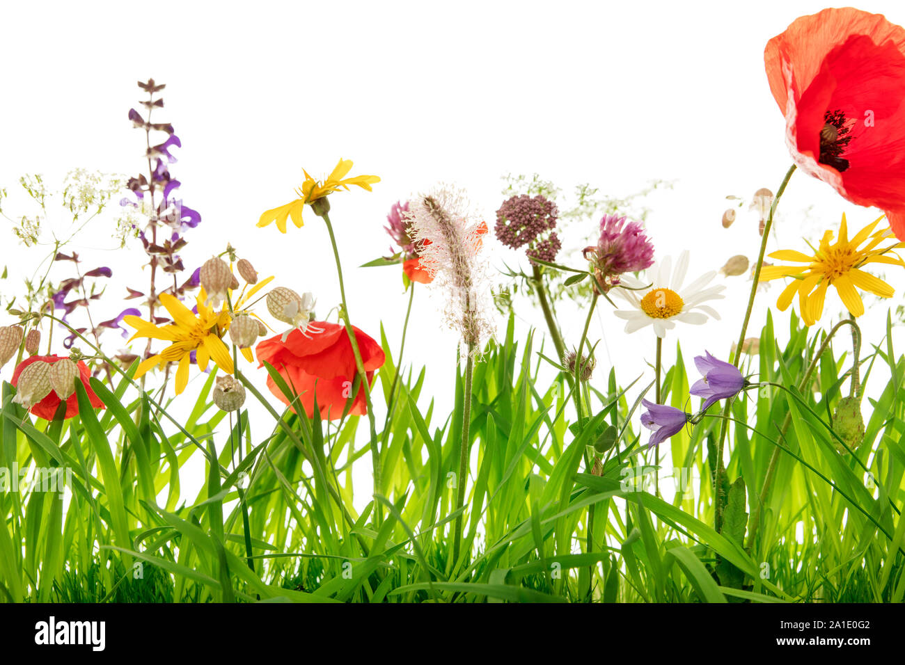 Closeup, wildflower meadow with poppies, arnica montana, clover and margerite, white background Stock Photo
