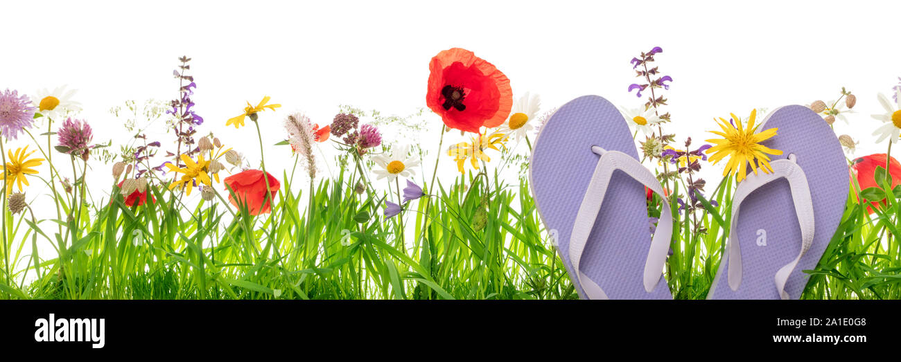 Thongs or Flip-Flops in front of a flower meadow, white background, concept holiday and vacation in the nature Stock Photo