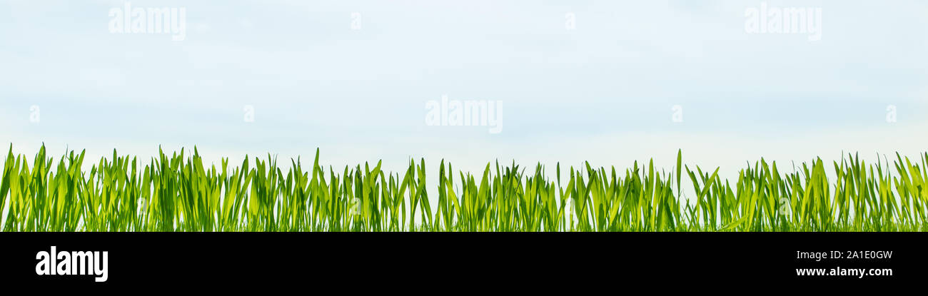 cyperus zumula or grass blades in front of blue sky, Panorama with copyspace Stock Photo