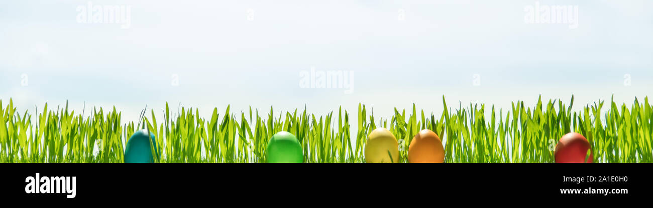 Grass blades and easter eggs in front of blue sky, header with copyspace Stock Photo
