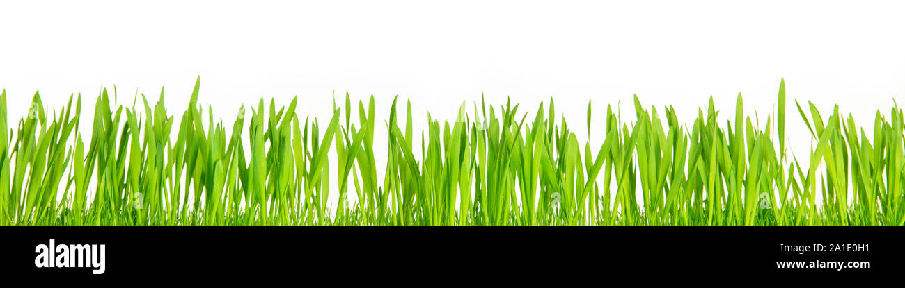 Fresh green grass blades in front of white background, panorama with copyspace Stock Photo