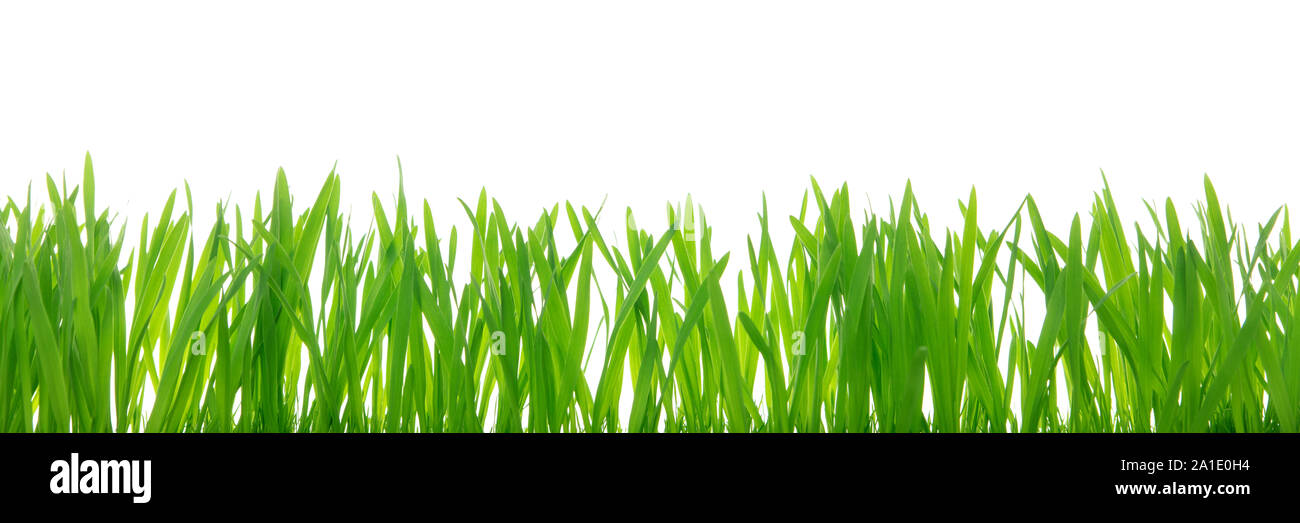 Closeup from grass blades in front of white background, Banner with copyspace Stock Photo