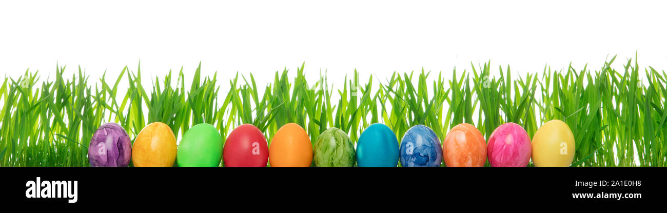 colorful easter eggs in front of grass blades, white background, Panorama with copyspace Stock Photo