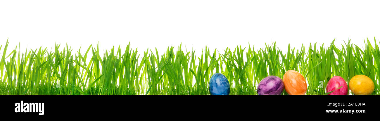 Easter eggs in front of green grass blades, white Background with copyspace, header Stock Photo