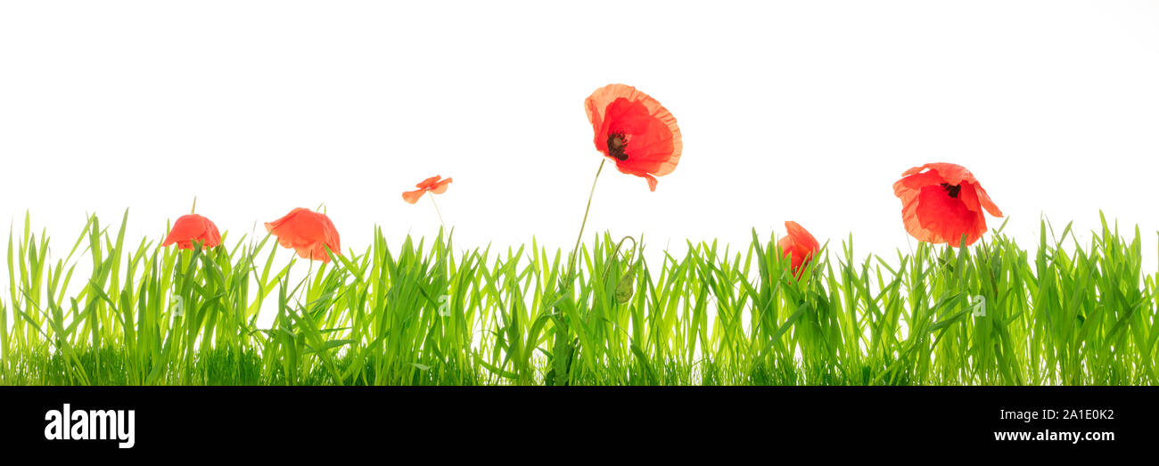 Green meadow with poppy flowers, white background, Panorama and copyspace Stock Photo