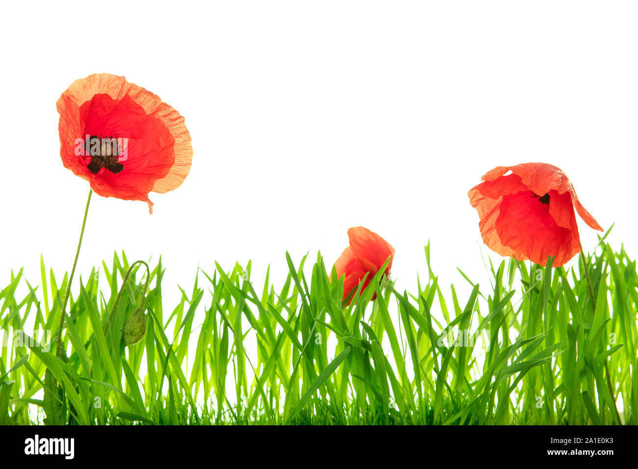 Closeup Poppies and green grass blades in front of white, copyspace Stock Photo