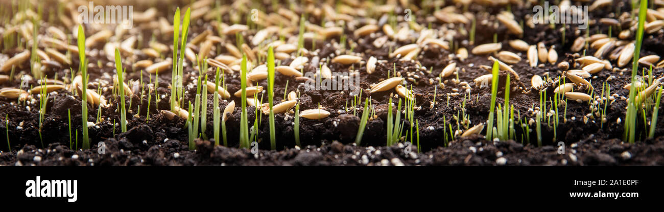 Header, sowing and planting seeds and germ buds on soil Stock Photo