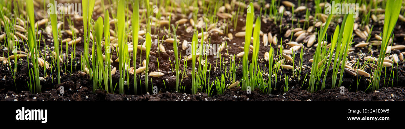 Panorama, propagation by seed of cyperus zumula or cat grass on soil Stock Photo