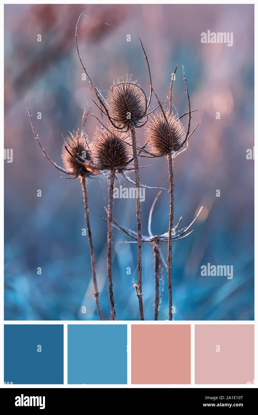 Blue and pink color palette matching on teasel plant in field. Collage for  collection combination winter light and dark blue color palette Stock Photo  - Alamy