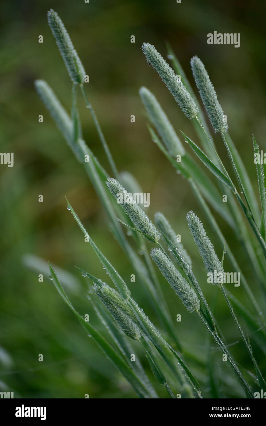 Closeup of timothy grass (binomial name Phleum pratense), is a typical
