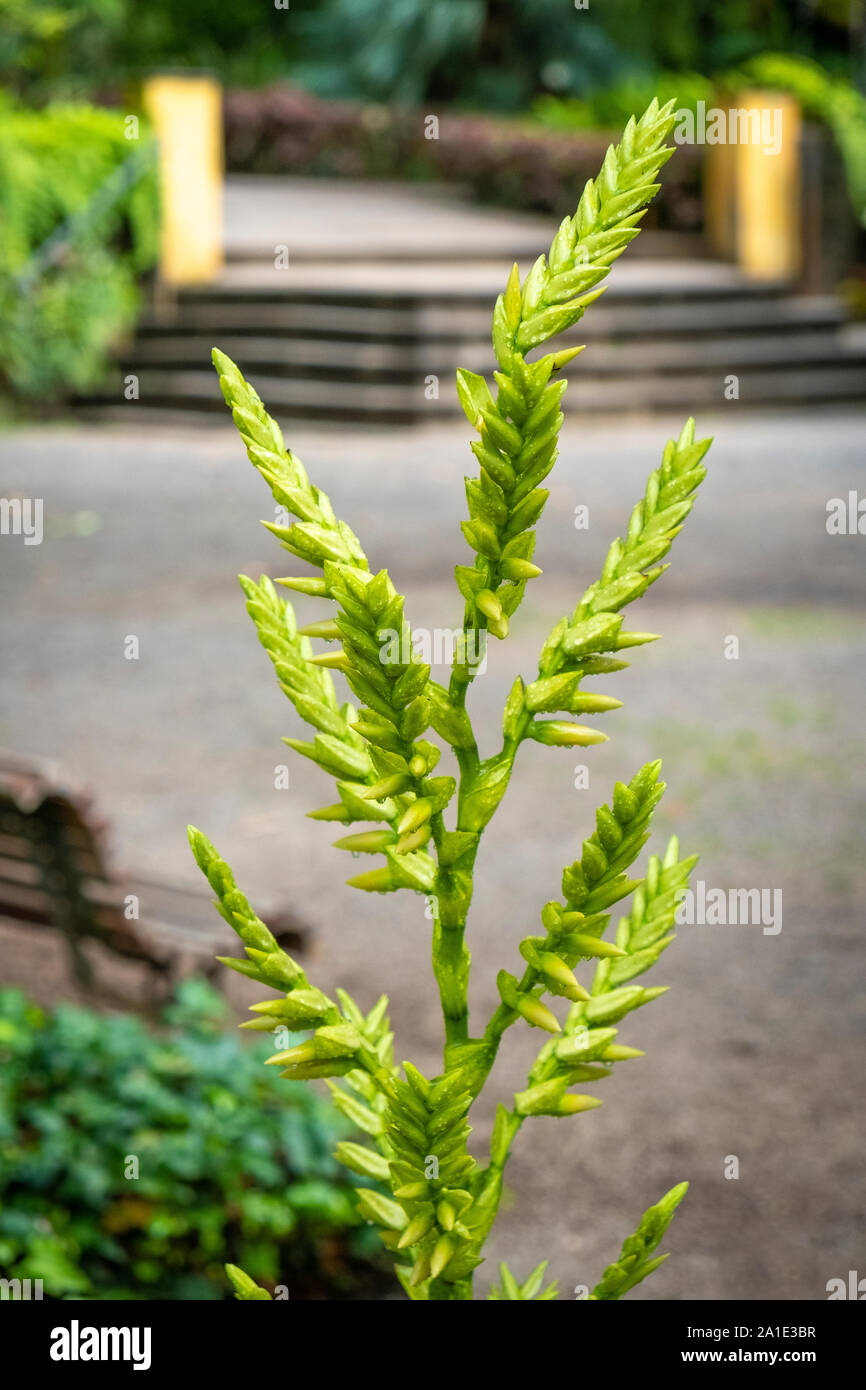 Albuca nelsonii in einem botanischen Garten auf Teneriffa Stock Photo