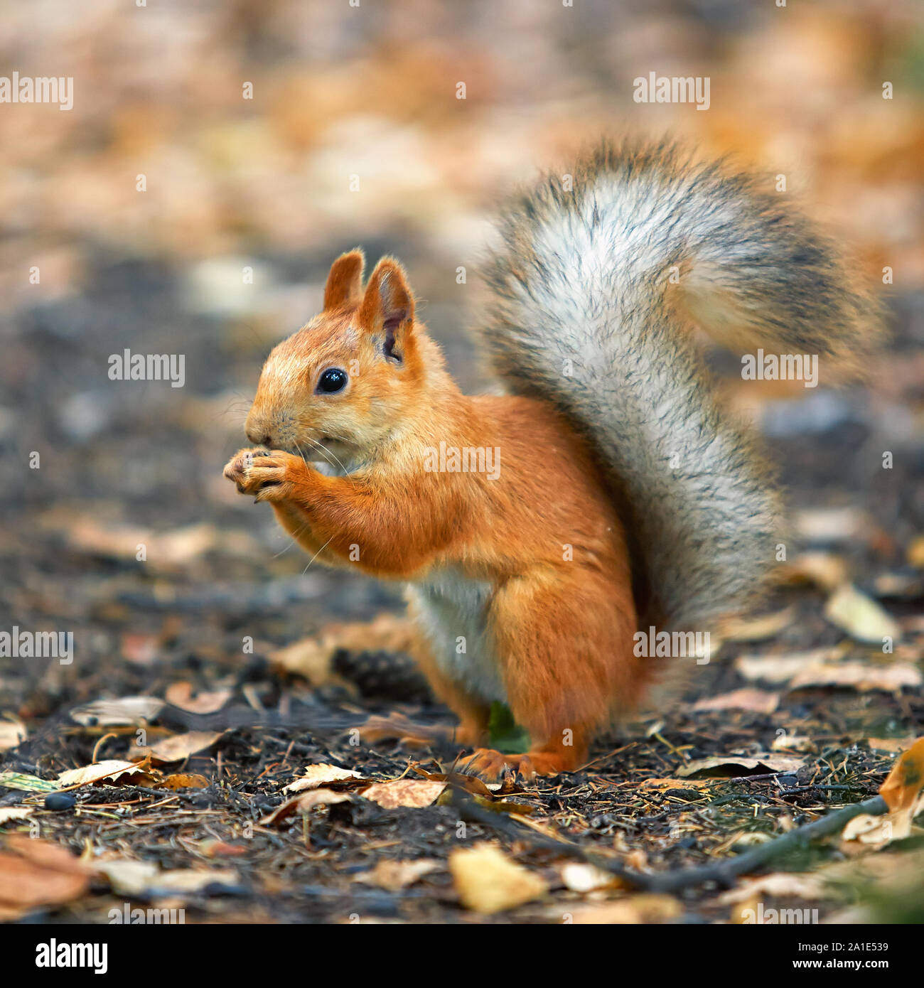 Squirrel eating sunflower seeds hires stock photography and images Alamy