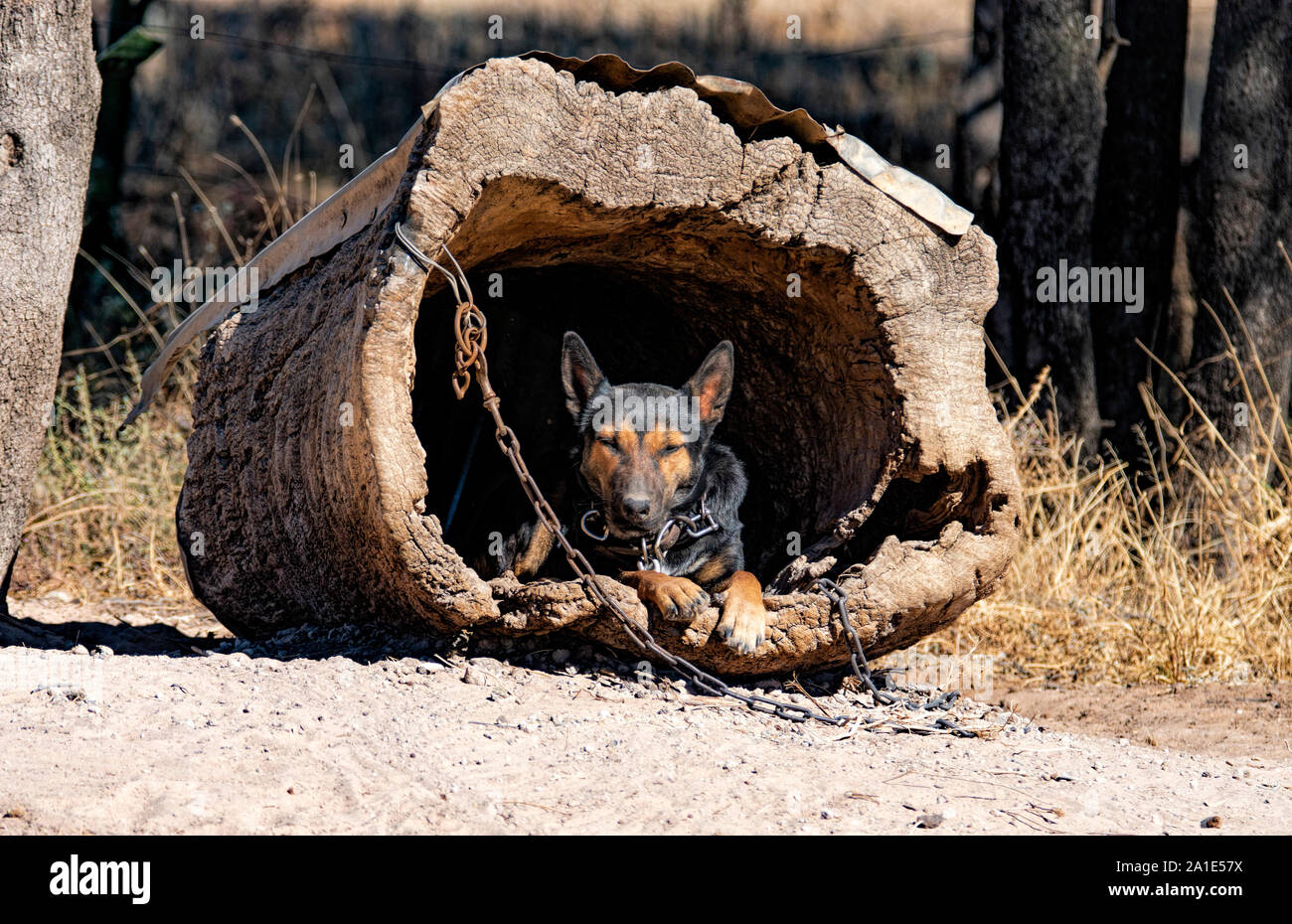 Australian farm working dog resting in its kennel which is a section of a hollow tree trundk Stock Photo