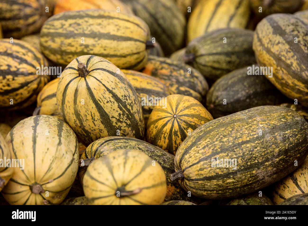 Cucurbita Pepo, lots of vegetable squash als background, yellow and green Stock Photo