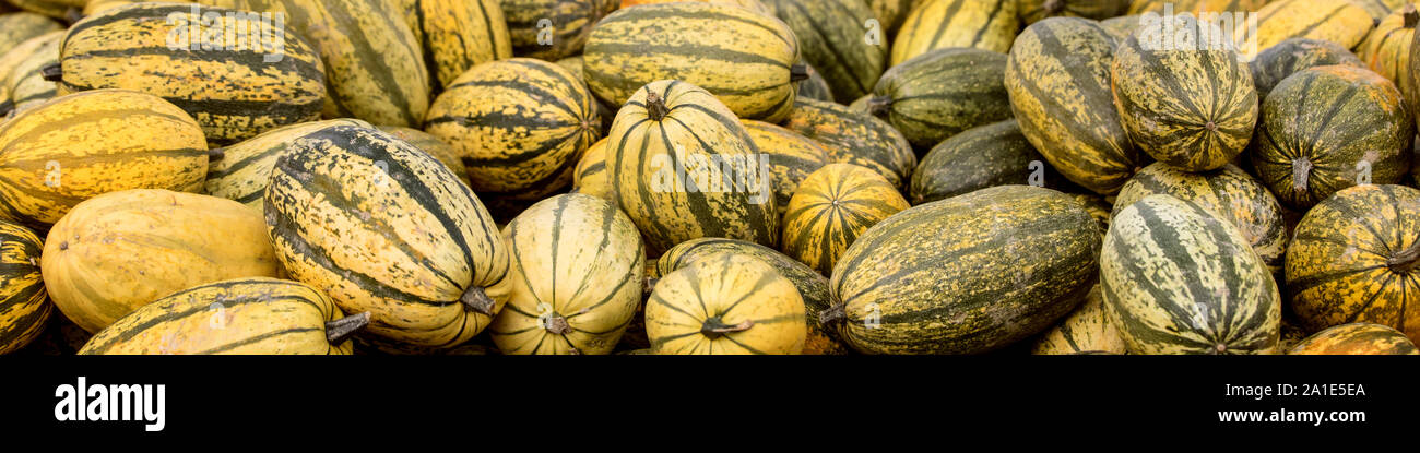 Banner, lots of Spaghetti squash pumpkins, concept harvest and autumn time Stock Photo