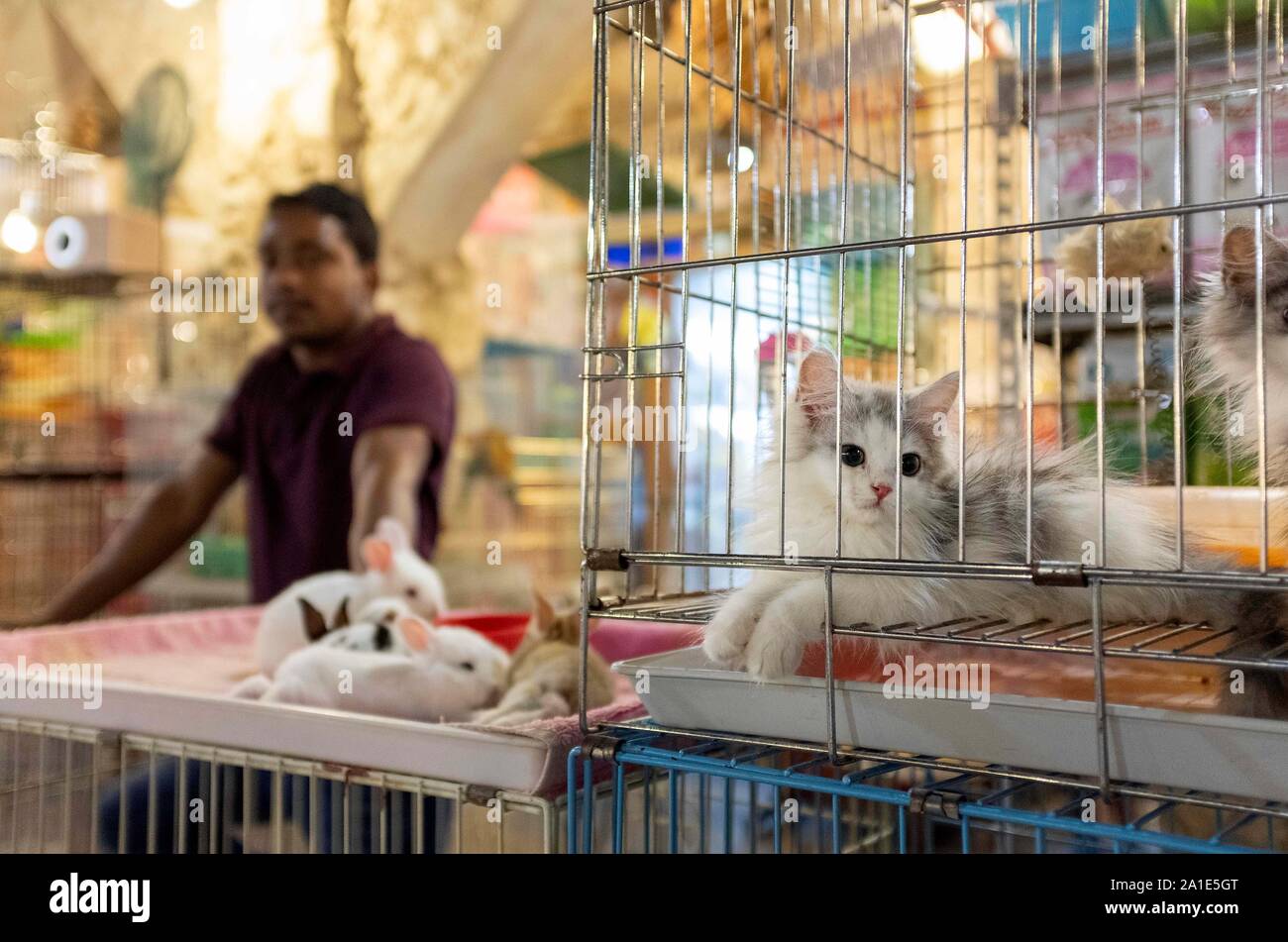 a cat at a pet carrier at the traditional market Souq Waqif in Doha