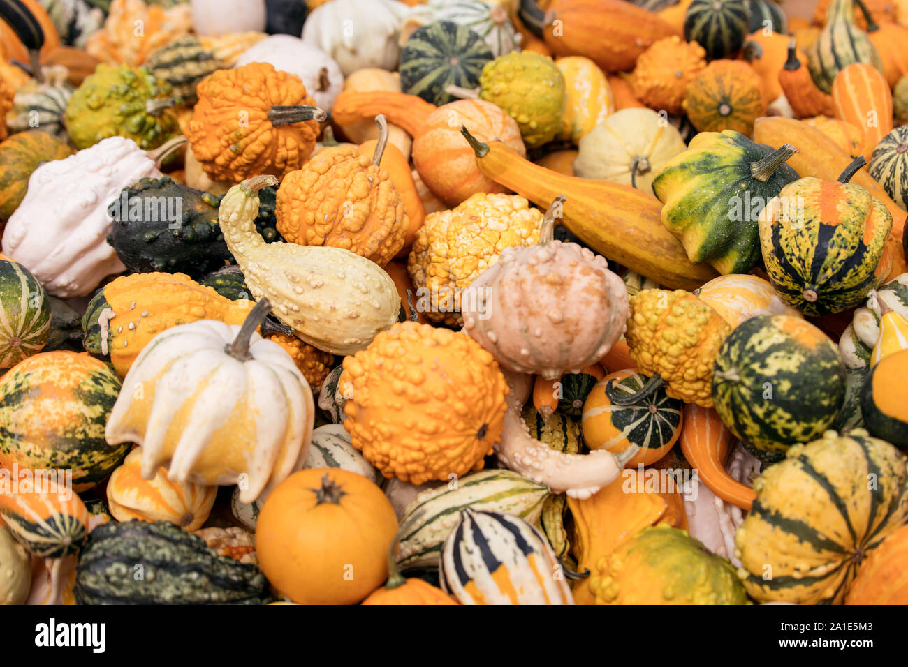 Viele kleine Zierkürbisse oder Dekokürbisse, Hintergrund für Dekoration im Herbst Stock Photo